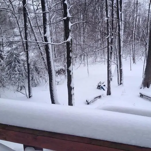 A snow covered forest