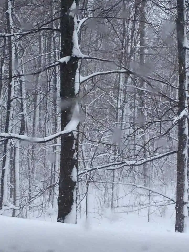 A tree covered in snow