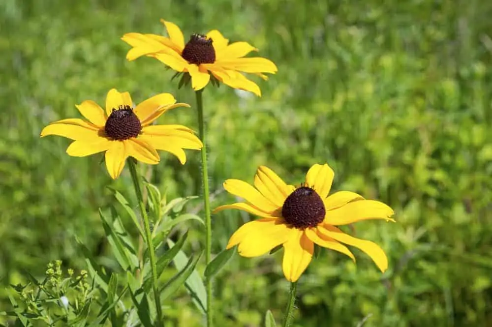 A close up of a flower