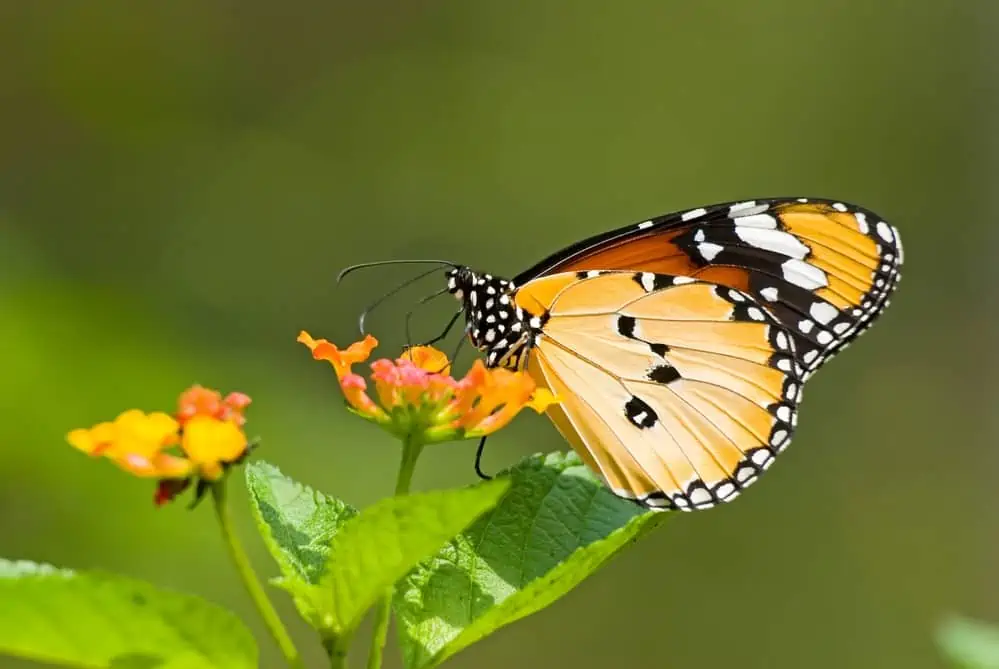 A close up of a butterfly on a flower