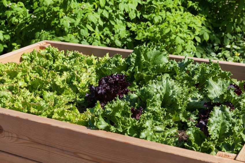 How to Build Raised Vegetable Garden Beds