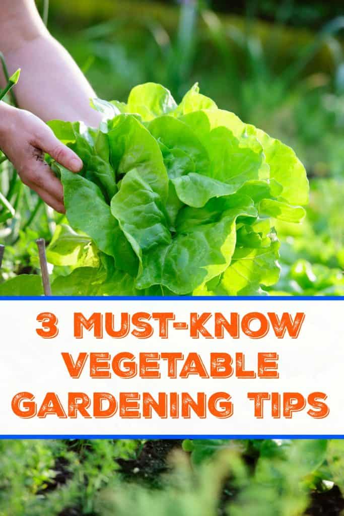 3 Must-Know Vegetable Gardening Tips - Saving Dollars & Sense