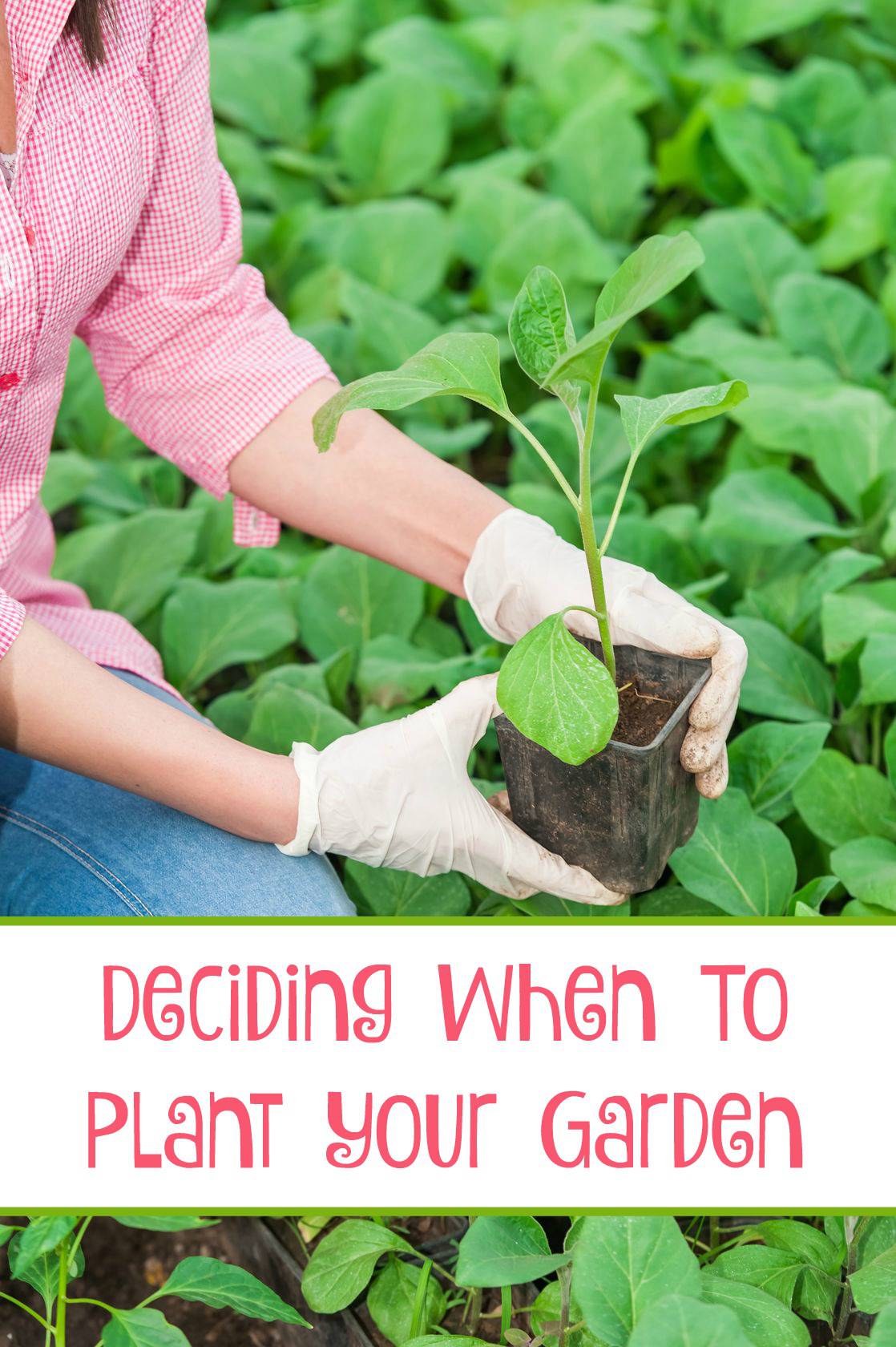 Deciding When to Plant Your Garden - Saving Dollars & Sense