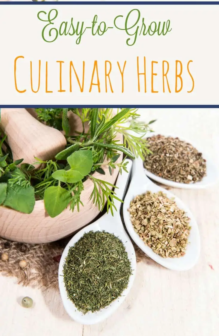 Easy to Grow Culinary Herbs