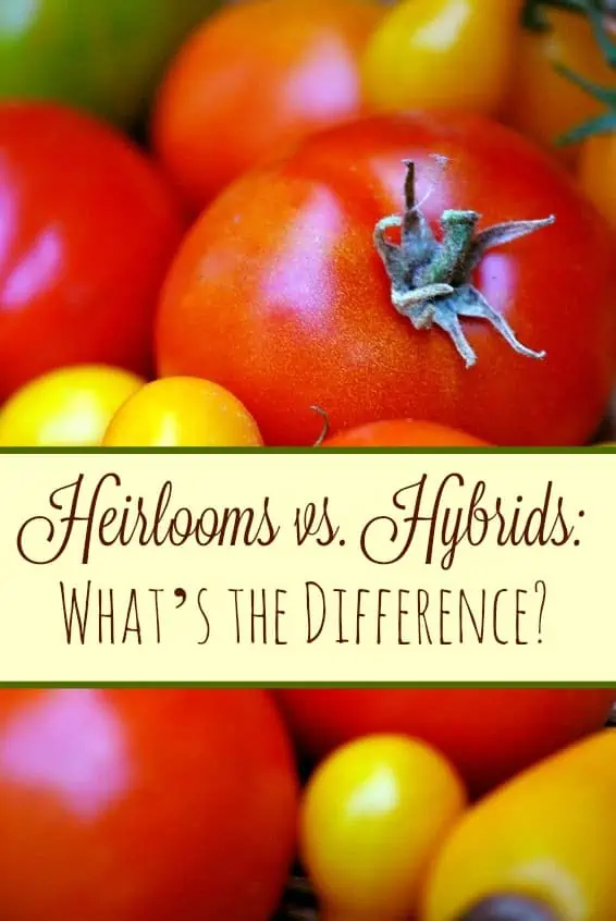 Heirlooms vs. Hybrids: What are the Tomatoes Difference?