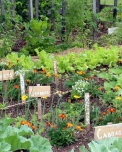 A garden of produce.