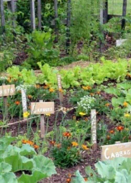 A garden of produce.
