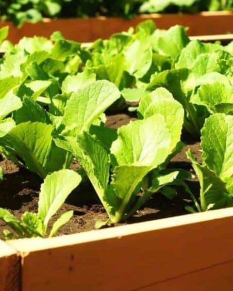 A raised garden of lettuce or other produce.
