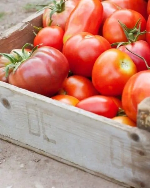 A wooden crate of garden red tomatoes.