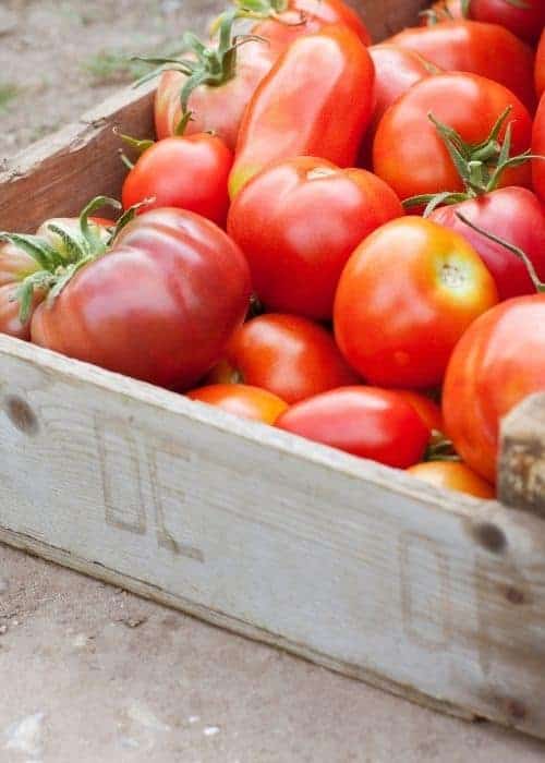 Heirlooms vs. Hybrids What are the Tomatoes Difference? Saving