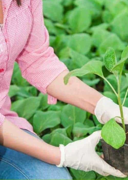 A woman working in the garden.