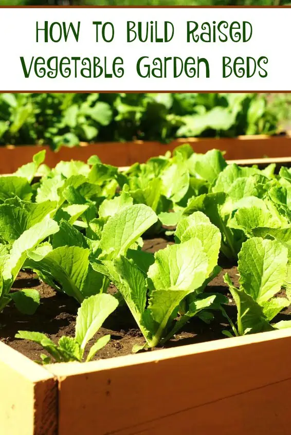 how to Build Raised Vegetable Garden Beds