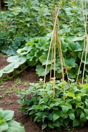 Grow healthier plants with vertical gardening.