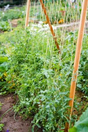 Fruits and veggies grown in a vertical garden.