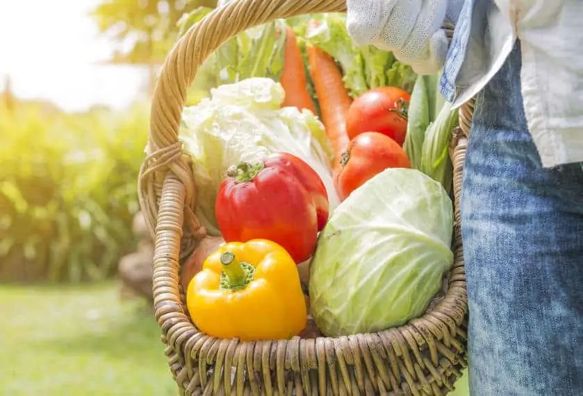 Basket full of fresh, garden grown vegetables. 