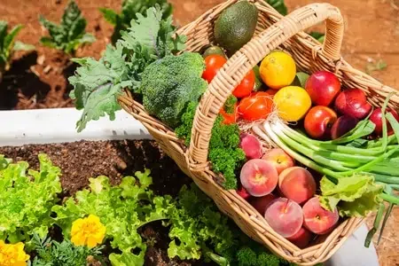 basket of fresh organic fruit and vegetables in garden