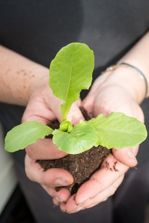 womans hands holding a young seedling salad plant with green leaves in her hands
