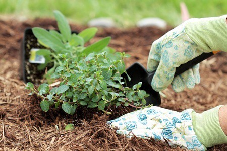 Easy Ways to Extend Your Vegetable Growing Season