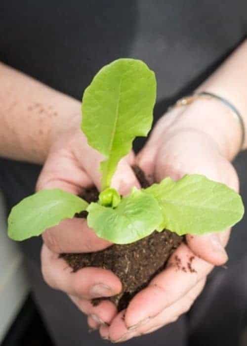 A woman holding a green sprout in her hands.