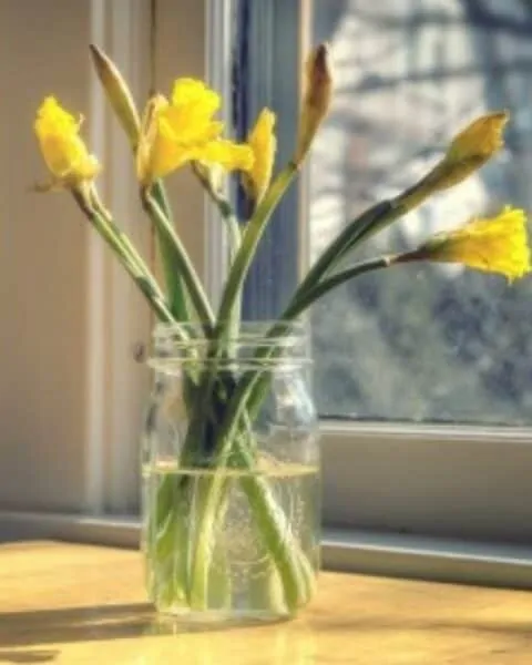 Clear jar of yellow flowers by the window.