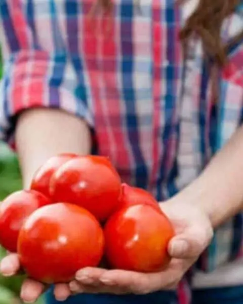 A gardener holding a handful of red tomatoes.