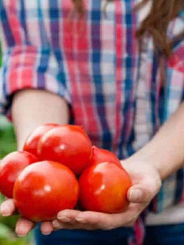 How to Freeze Tomatoes Story