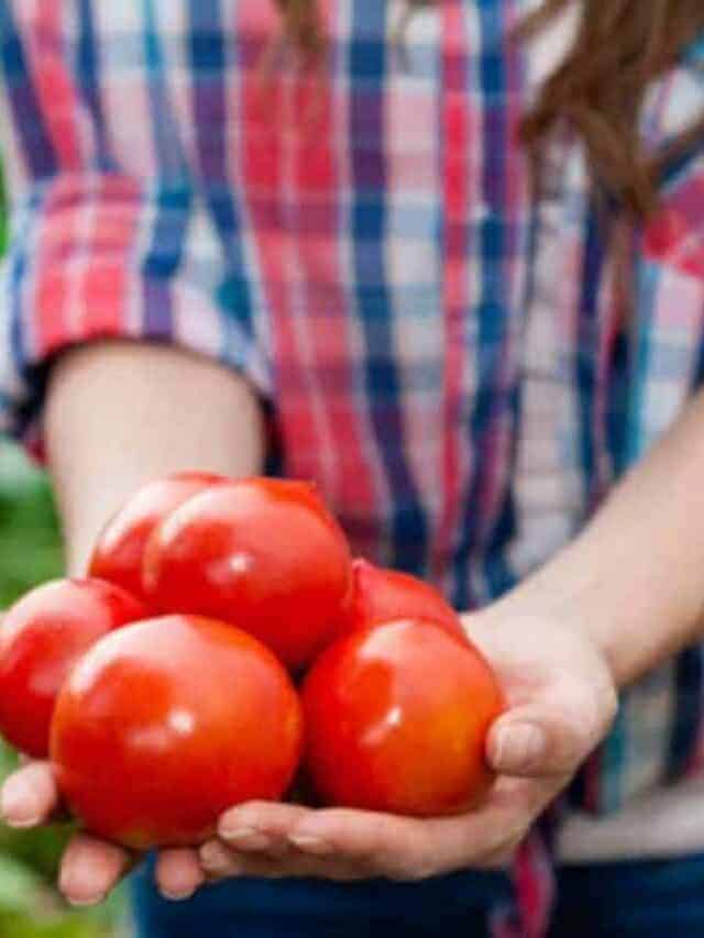 A gardener holding a handful of red tomatoes.
