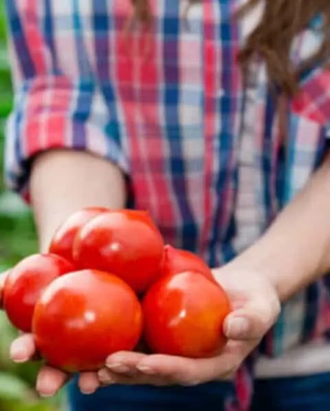A woman holding a bundle of tomatoes from her garden.