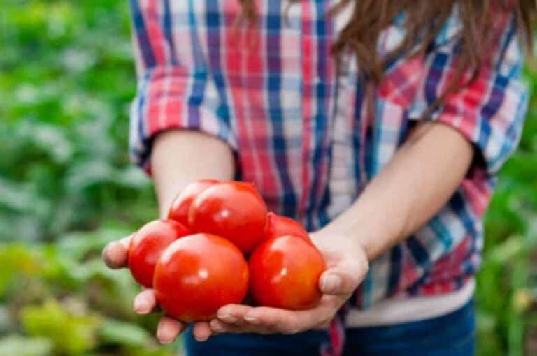 A woman holding a bundle of tomatoes from her garden.