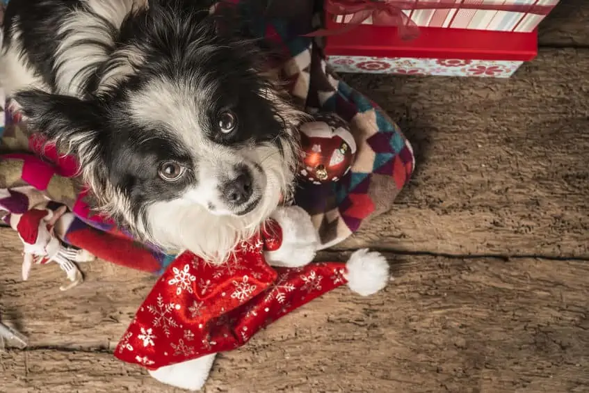 48324145 - christmas postcards, pet with santa hat on wooden floor