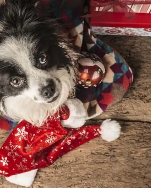 cute little dog in a Christmas decorated room