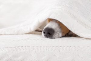 How to Use Essential Oils On Dogs