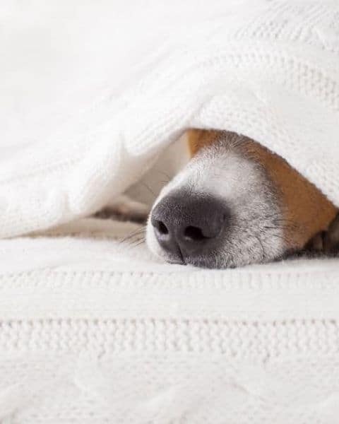 How to Use Essential Oils On Dogs