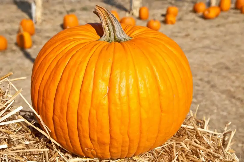 A giant pumpkin in a pumpkin patch.