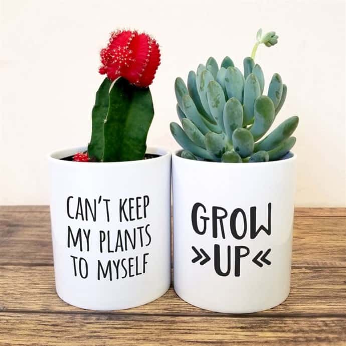 Fun Succulent Planters You Have To See
