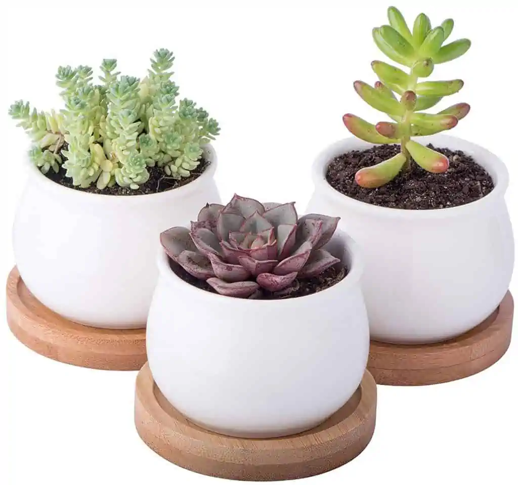 succulent planter pot set
