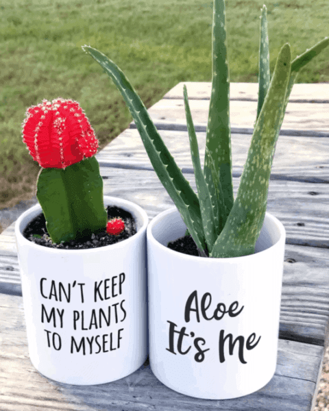 Fun Succulent Planters You Have To See
