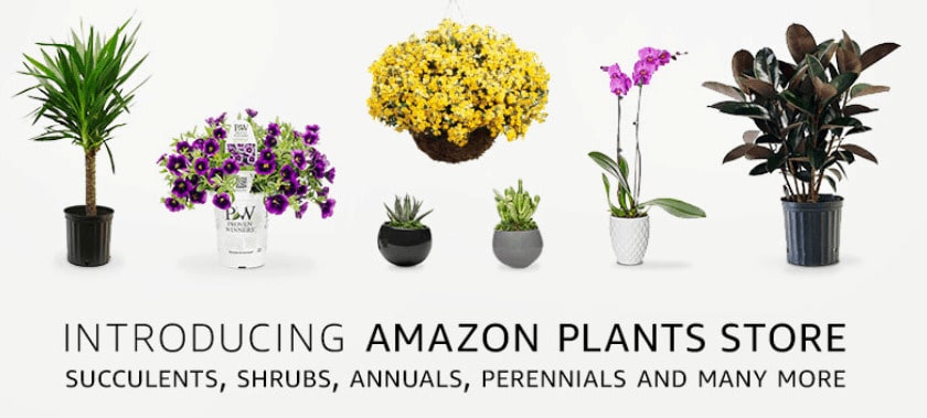 amazon plant store