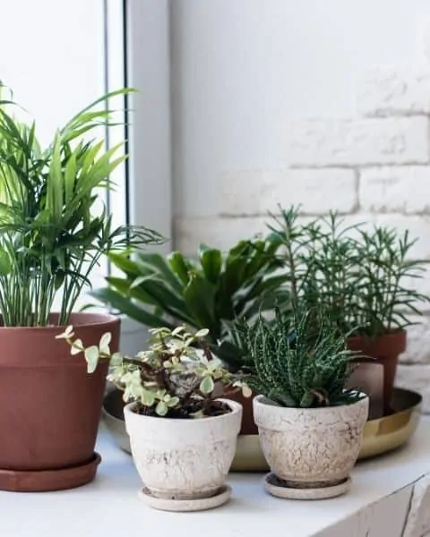group of different kinds of house plants in pots sitting together