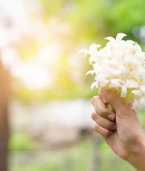 hand of young holding a bouquet of jasmine with sun light. Jasmin is symbol of mother's day.