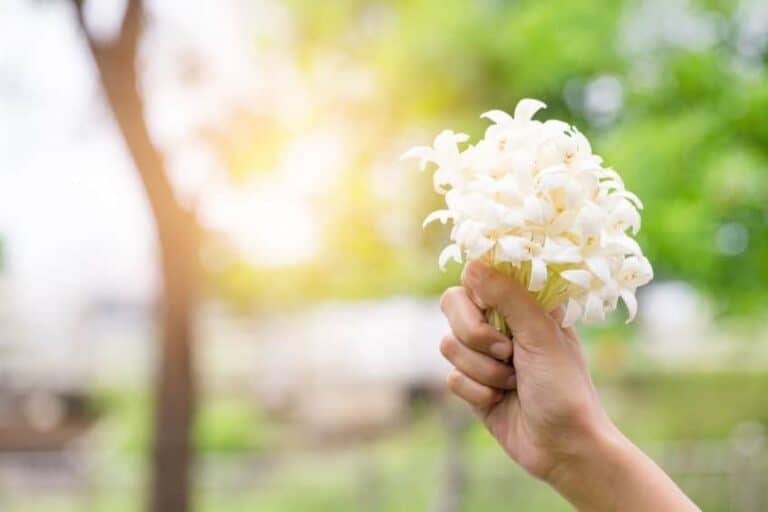 hand of young holding a bouquet of jasmine with sun light. Jasmin is symbol of mother's day.