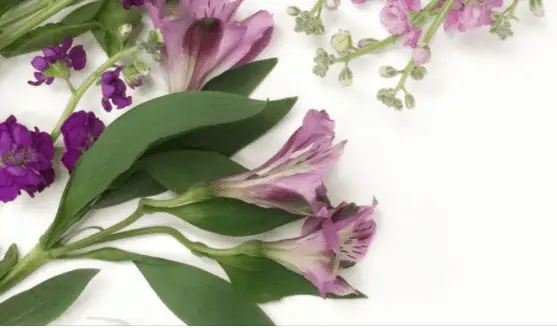 Purple flowers on the table. 