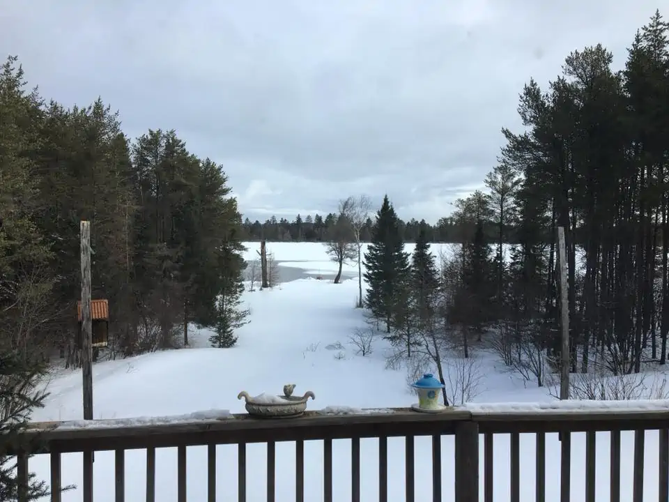 Several evergreen trees with snow on the ground.