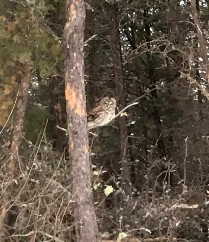 An owl in the tree.