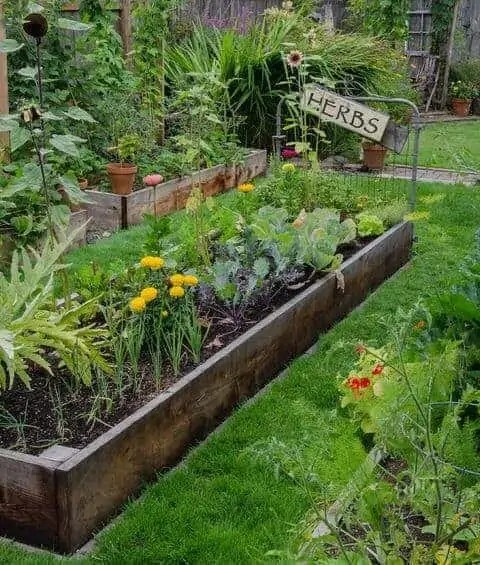 A variety of plants from a vegetable garden.