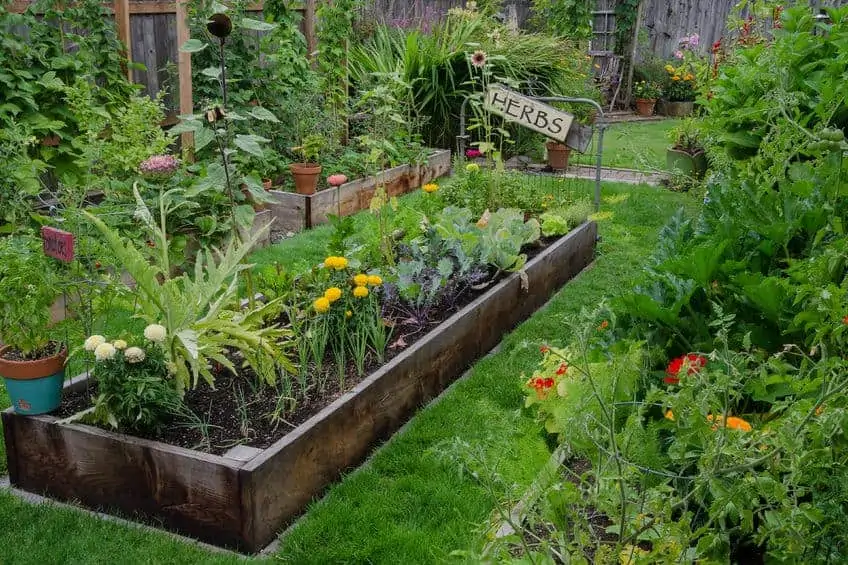 A variety of plants from a vegetable garden.
