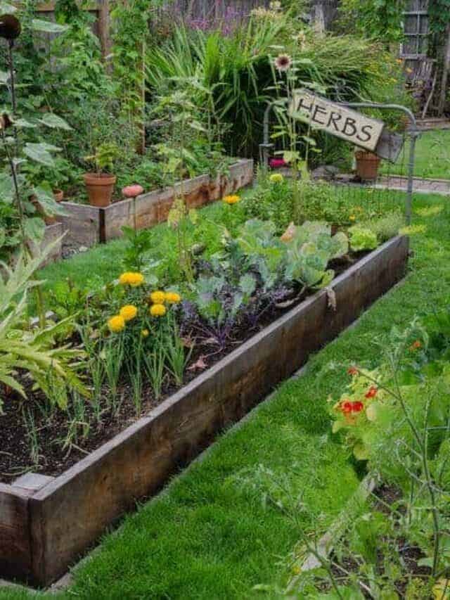 A vegetable garden with herbs, flowers, and other produce.