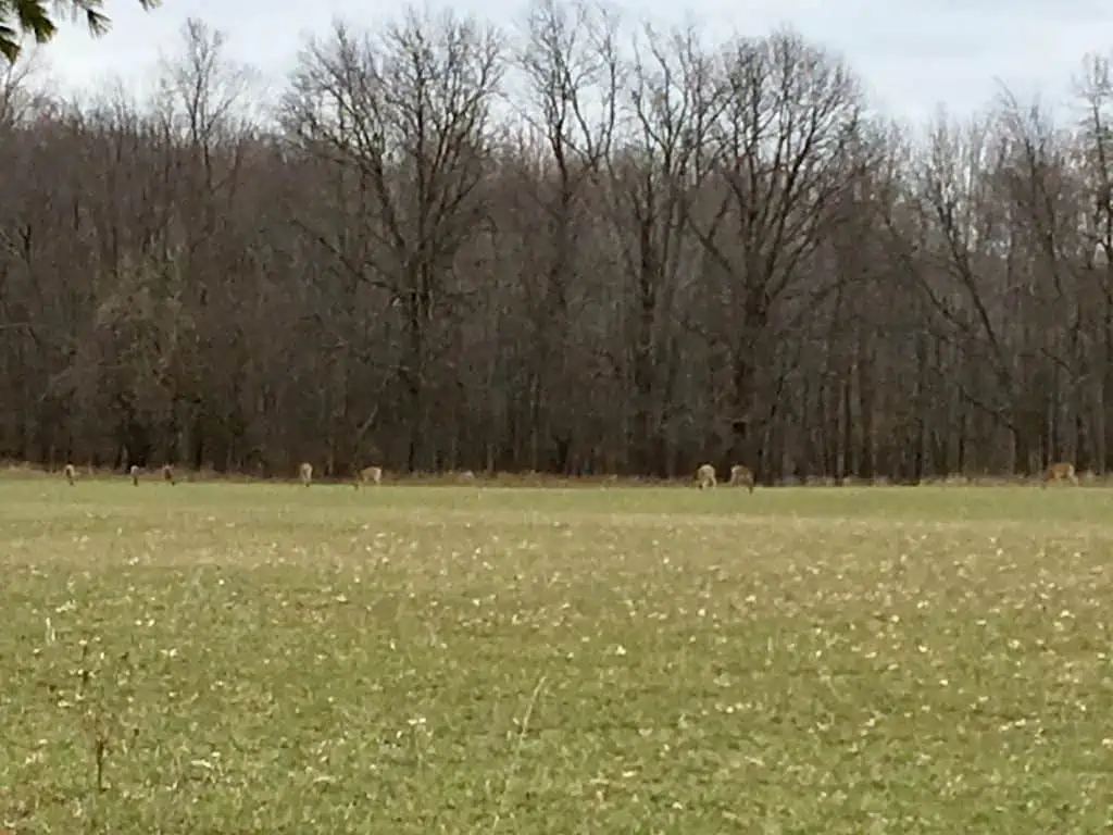 A large green field with trees in the background