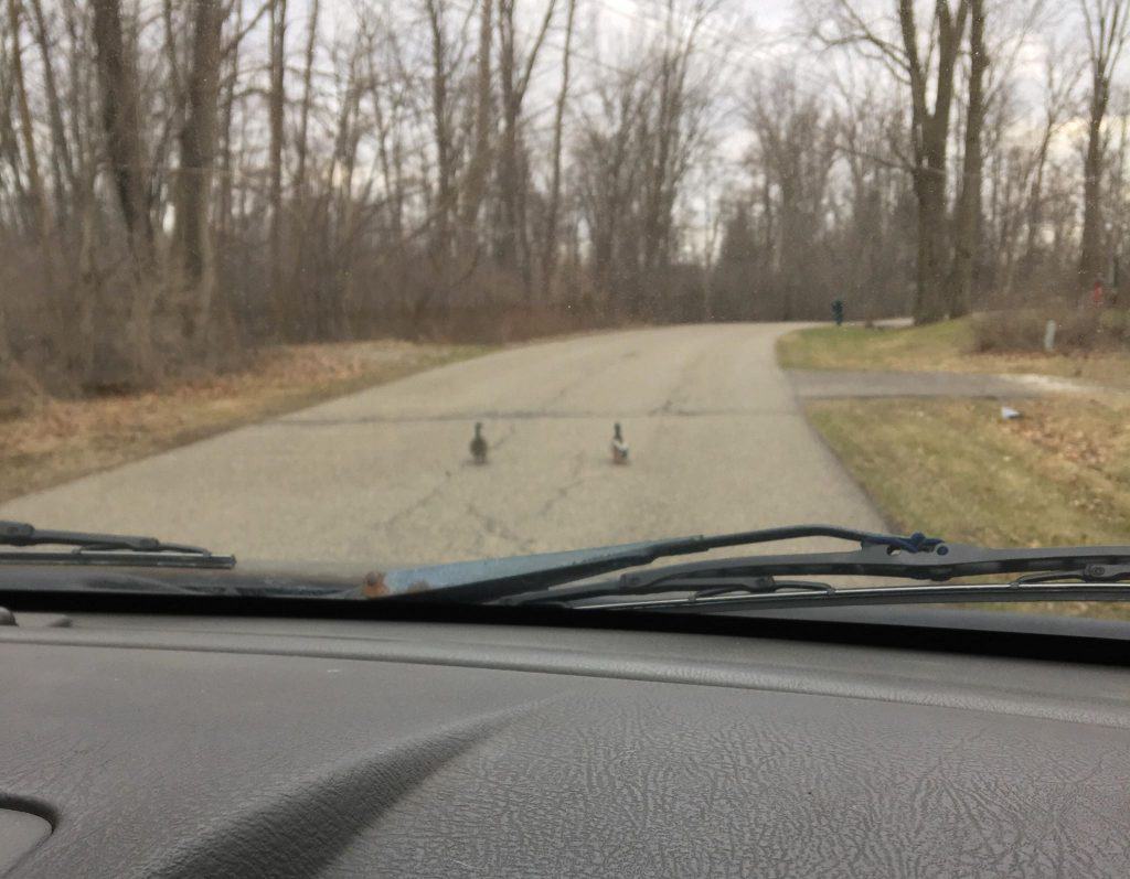 A couple of ducks crossing the road in front of a car.
