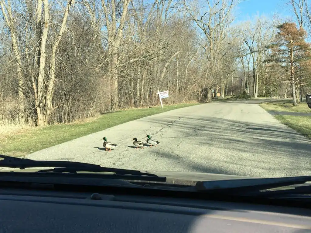 A couple of ducks crossing the road.
